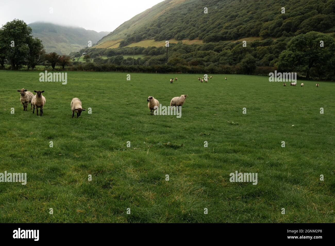 Sheep grazing in green Welsh valley with rolling hills and countryside ...