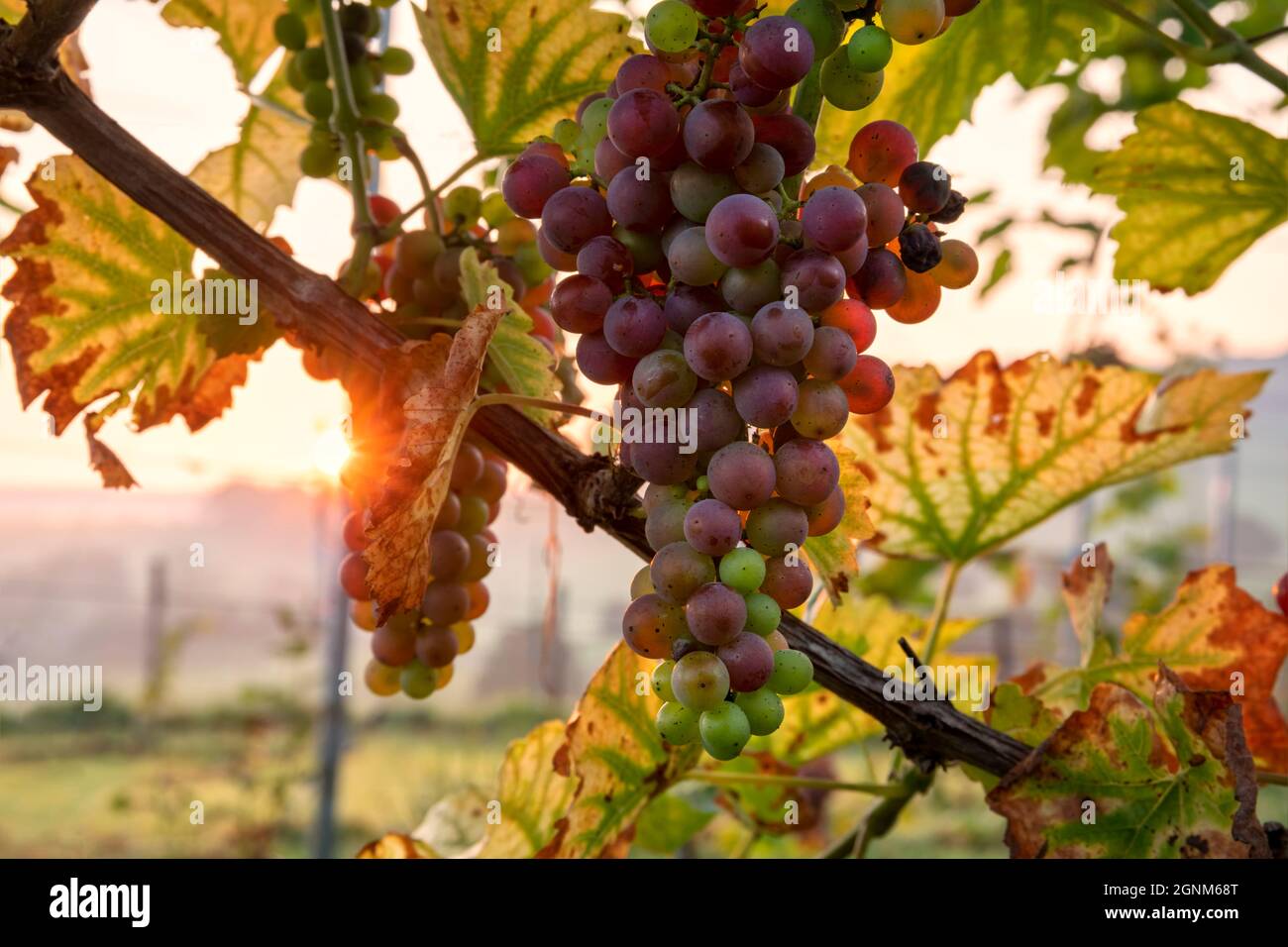 growing vine with grape at sunrise in autumn Stock Photo