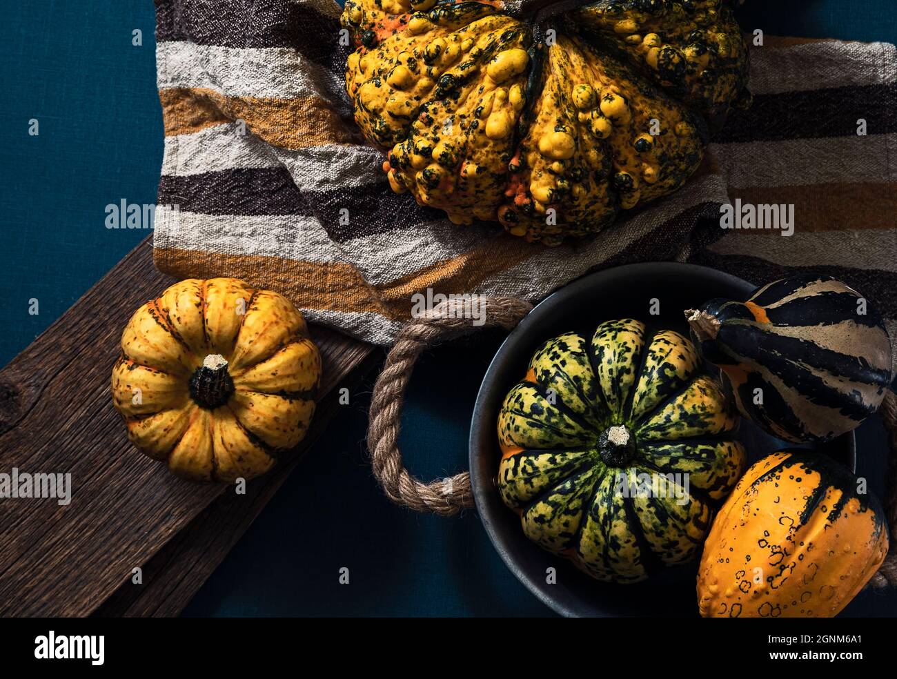 different pumpkins on blue background in studio Stock Photo
