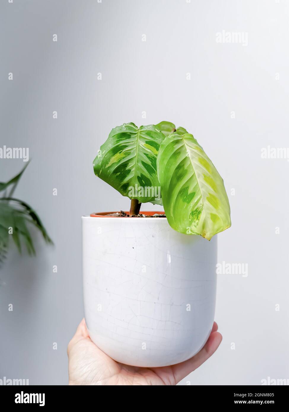 Prayer plant Maranta Kerchoveana variegata or variegated maranta in a flower pot held by a caucasian hand against a white background. Rare plant. Stock Photo