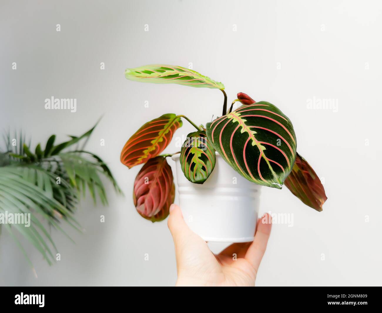 Prayer plant Maranta Leuconeura var. erythroneura or Maranta Leuconeura fascinator tricolor in a flower pot held by a caucasian hand. Stock Photo