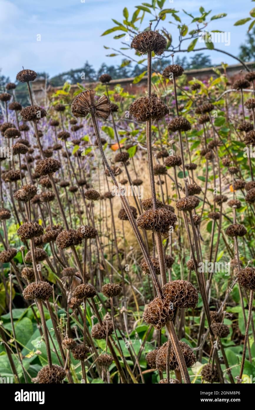 Decorative dried flower heads of Turkish sage, Phlomis russeliana, that are left growing in garden to provide structural interest in autumn & winter. Stock Photo
