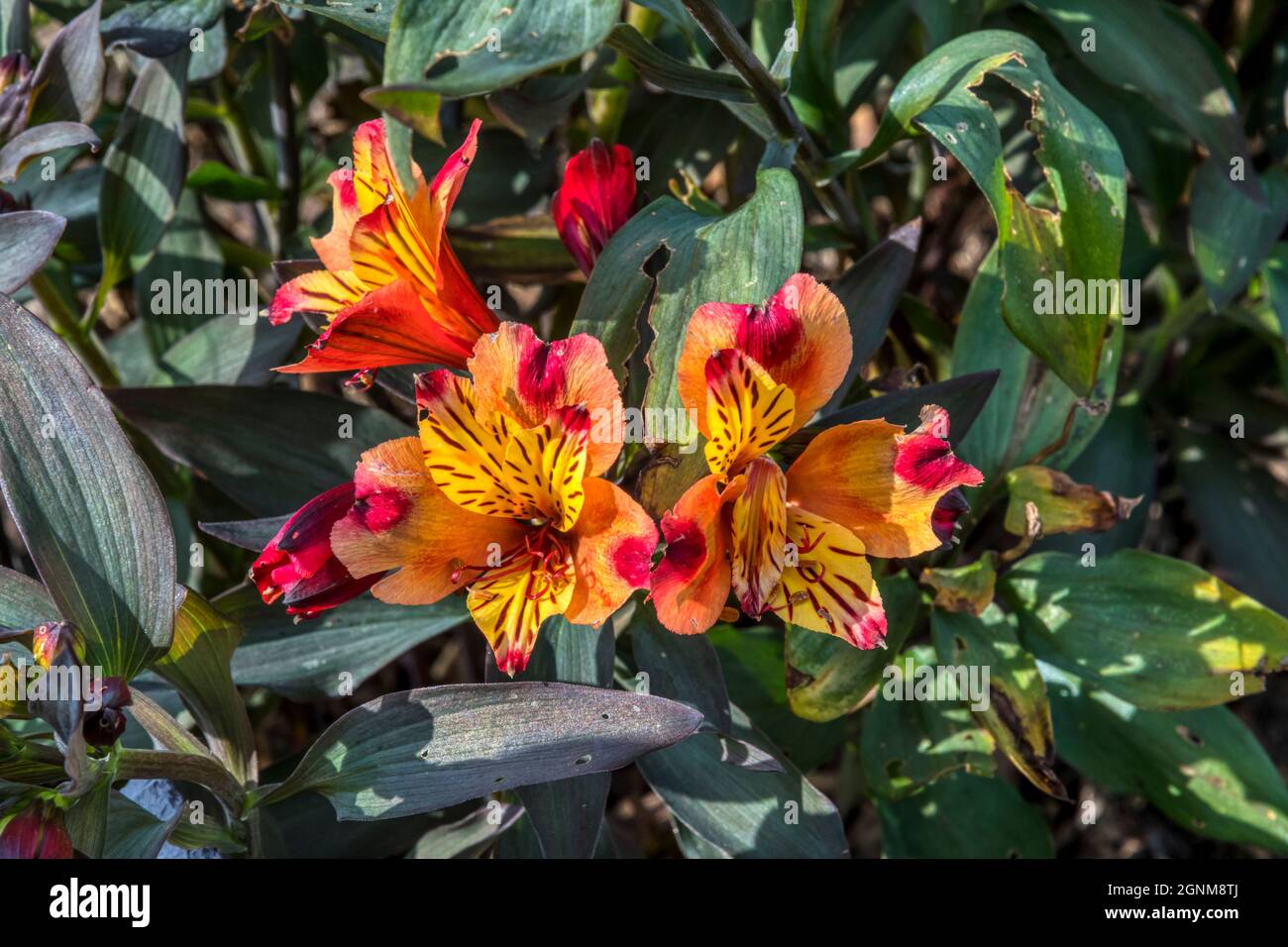 Peruvian lily, Alstroemeria, Indian Summer. Stock Photo