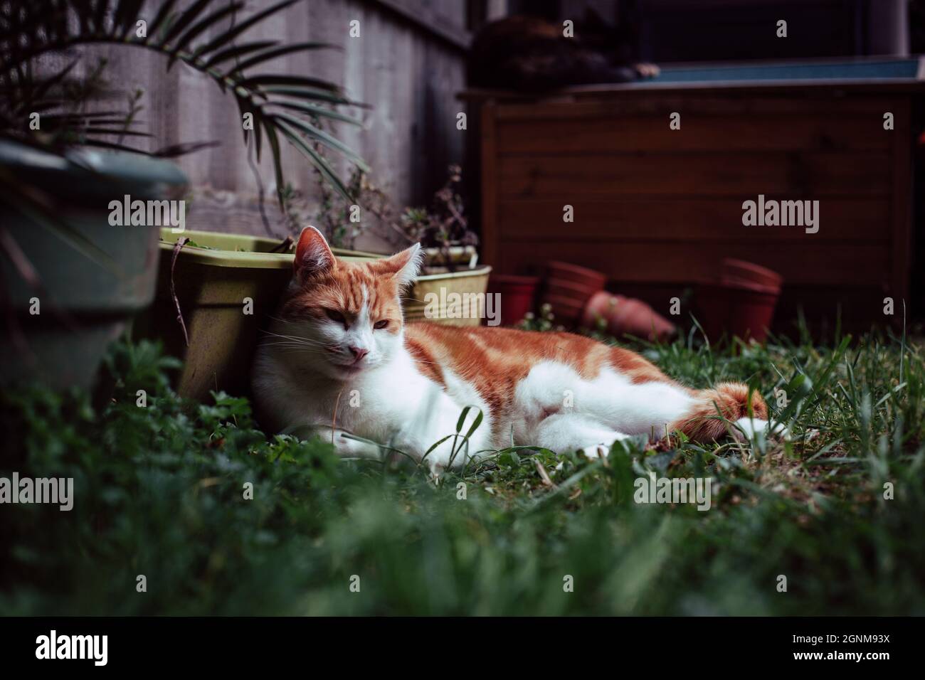 beautiful white and ginger tabby cat enjoying a sunny day in the garden Stock Photo
