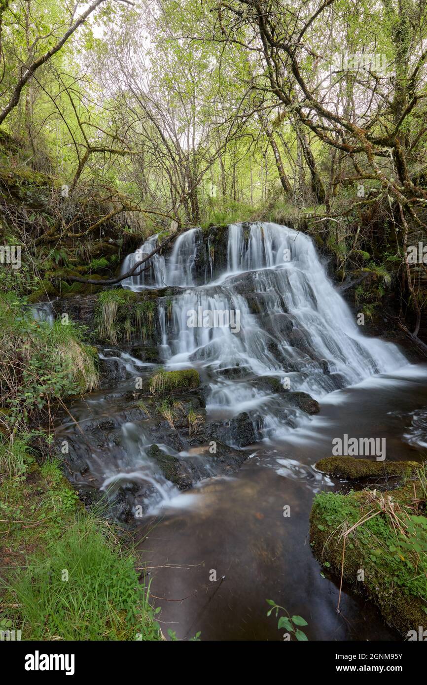 Waterfall in a beautiful forest in the area of Galicia, Spain. Stock Photo