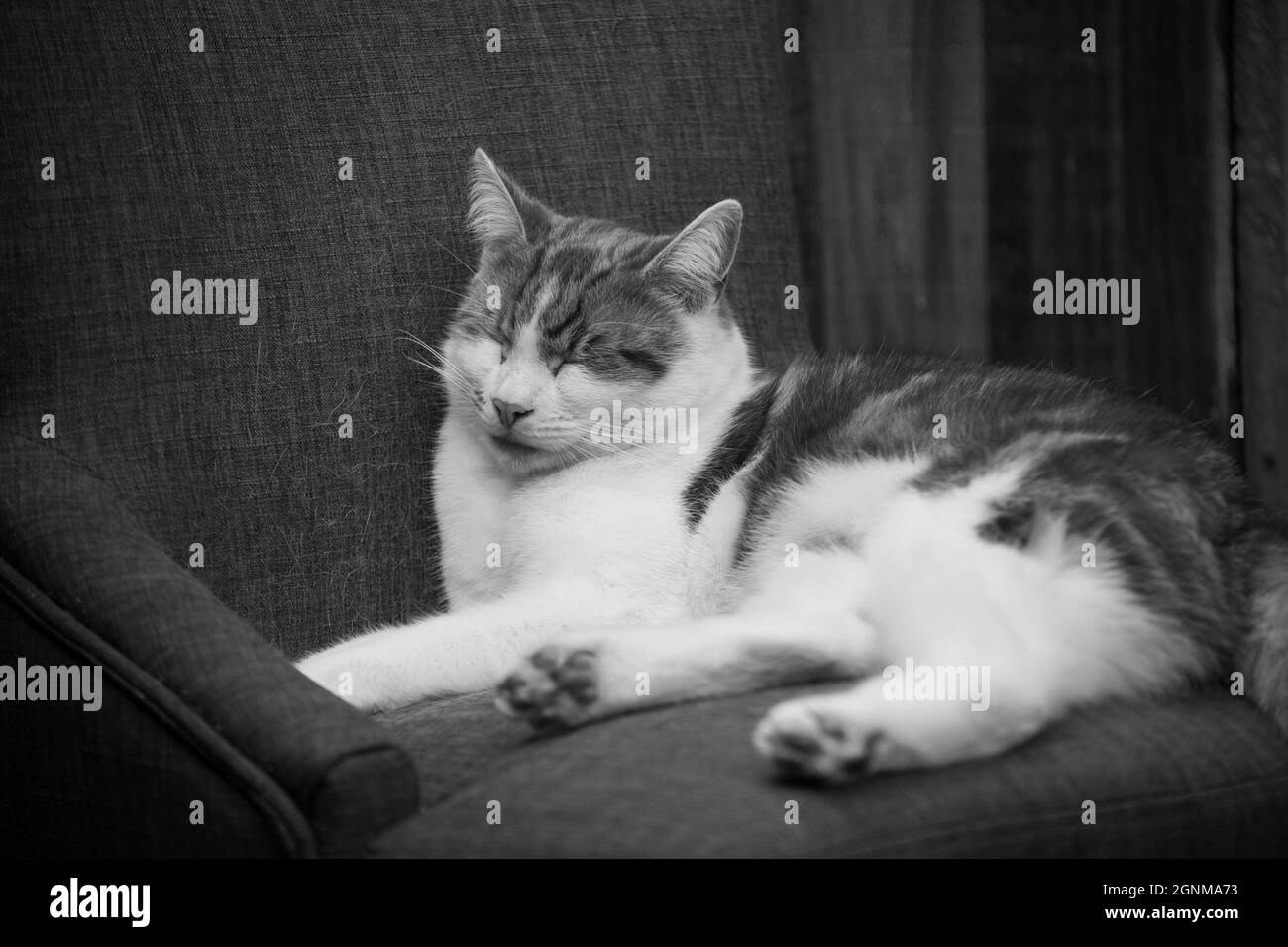 black and white photo of a cat sleeping in a chair outside Stock Photo