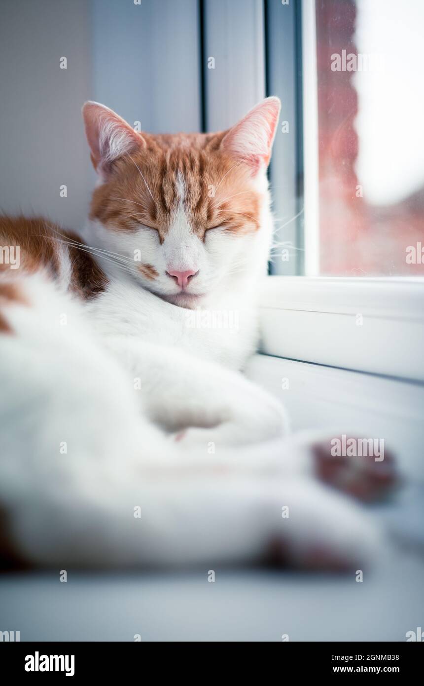 pretty white and ginger cat sleeping peacefully on the windowsill Stock Photo
