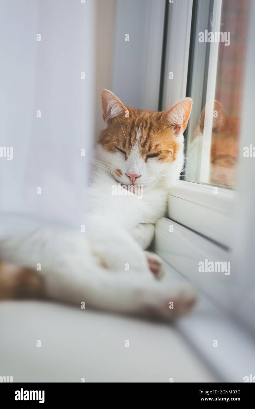 pretty white and ginger cat sleeping peacefully on the windowsill Stock Photo