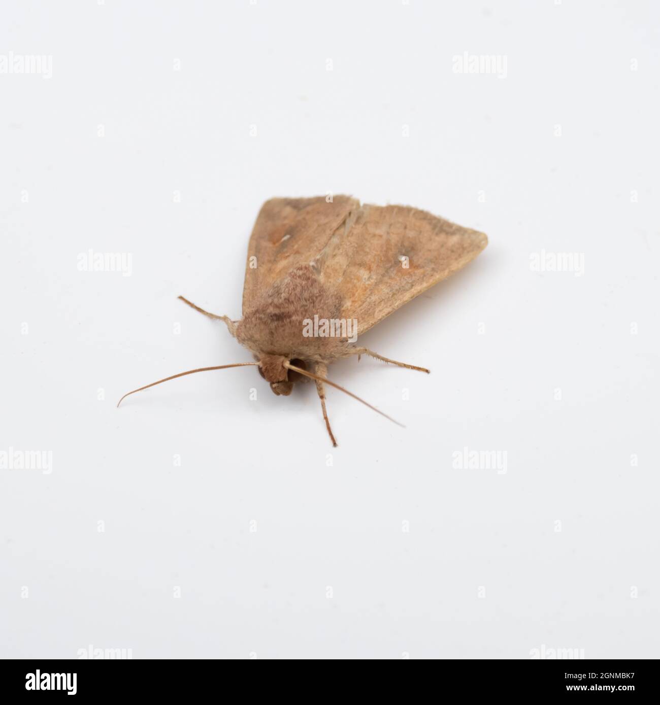 Mythimna albipuncta, the White-point Moth, on a white background. Stock Photo