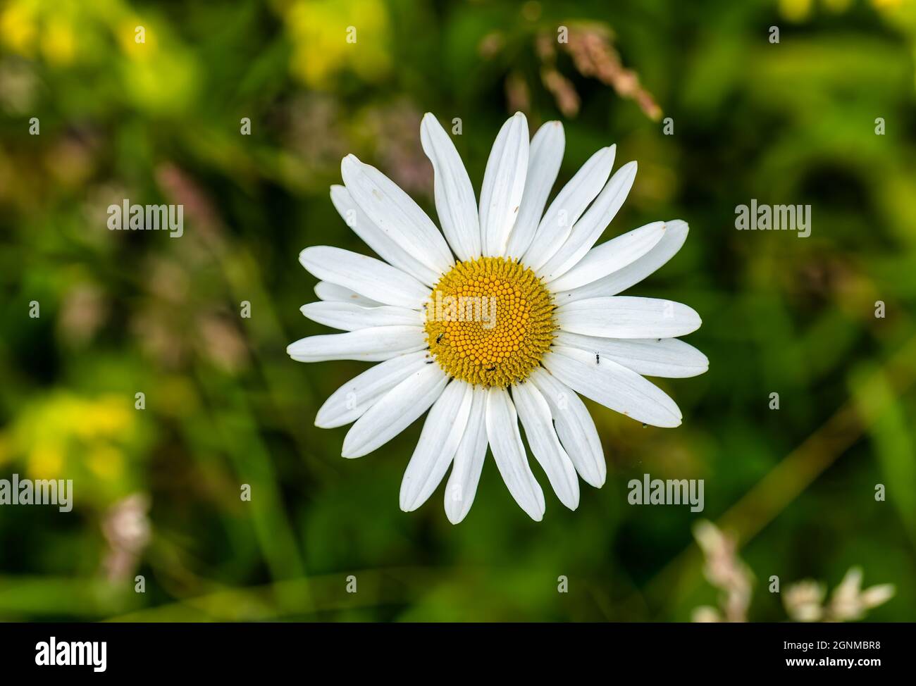 Close up of shasta daisy (Leucanthemum superbum) with small ants, East Lothian, Scotland, UK Stock Photo