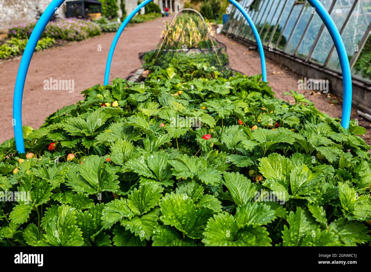 Strawberry plants gorwing in raised flowerbed, Amisfeild walled garden