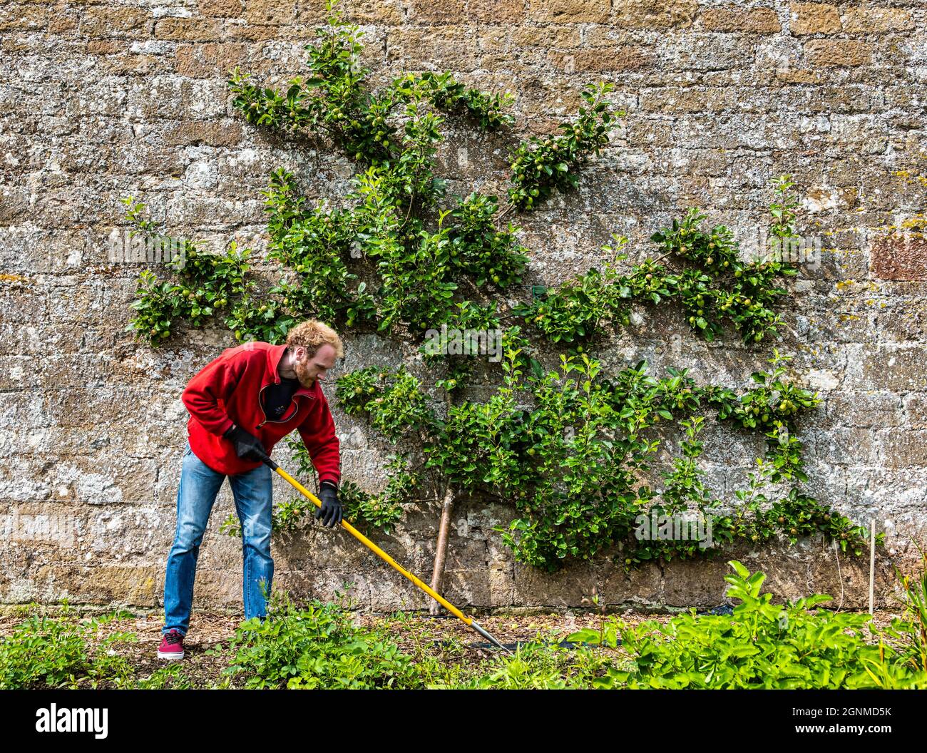 Gardener hoeing flowerbed with espalier apple tree on old wall, Amisfield walled garden, East Lothian, Scotland, UK Stock Photo