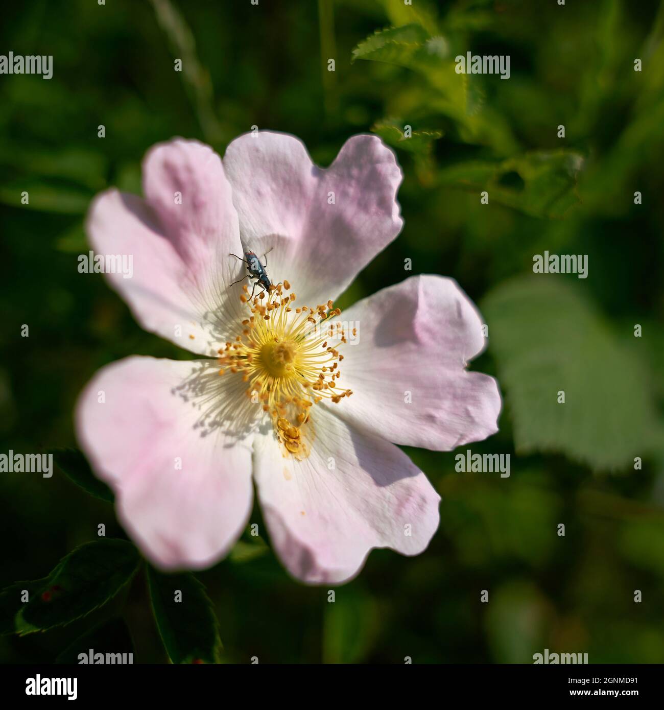 Green false oil beetle (Oedemera nobilis) on the flower of a hedge rose in spring Stock Photo