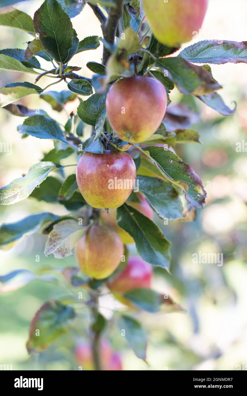 An apple a day keeps the doctor away, especially when organically grown like here Stock Photo