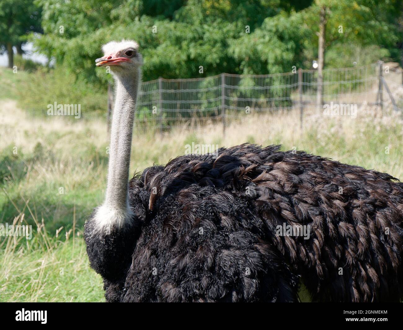Close up of an Ostrich showing head and part of its body Stock Photo
