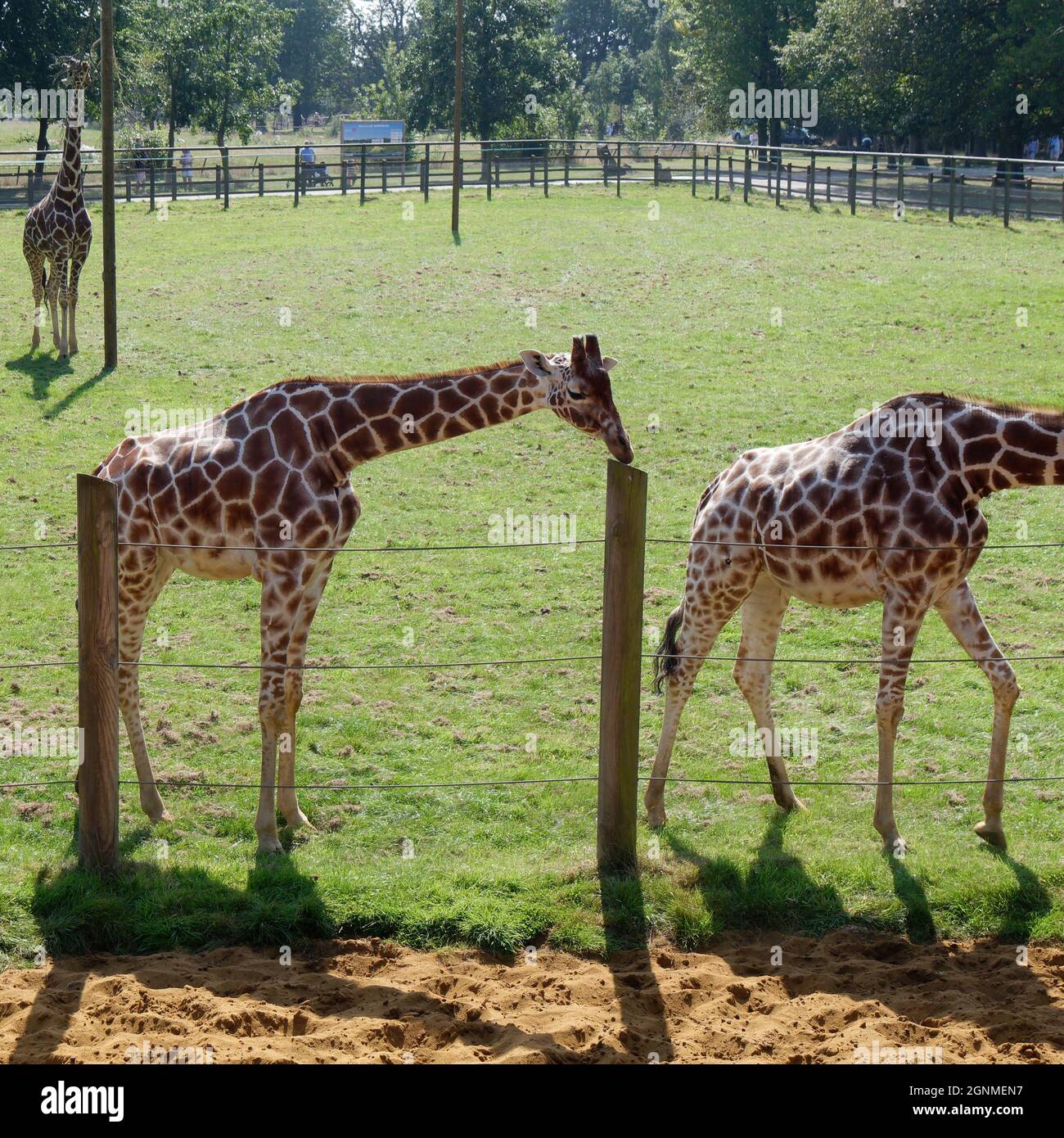 Giraffes at Whipsnade Zoo Stock Photo