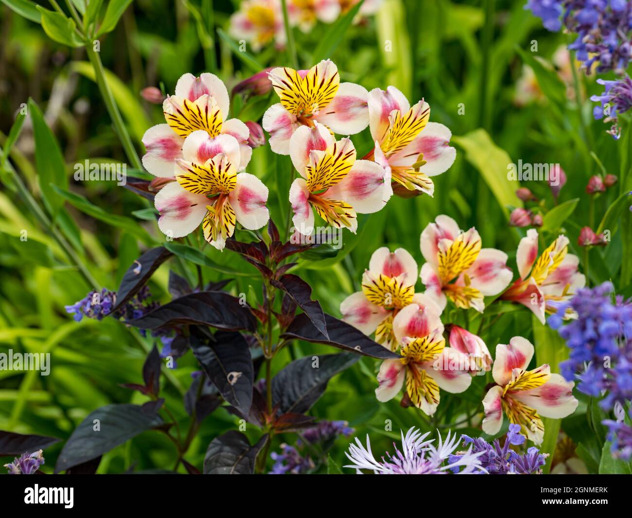 Close up of colourful orange and pink Alstroemeria (Peruvian lily or Lily of the Incas) flowers in garden flowerbed, East Lothian, Scotland, UK Stock Photo