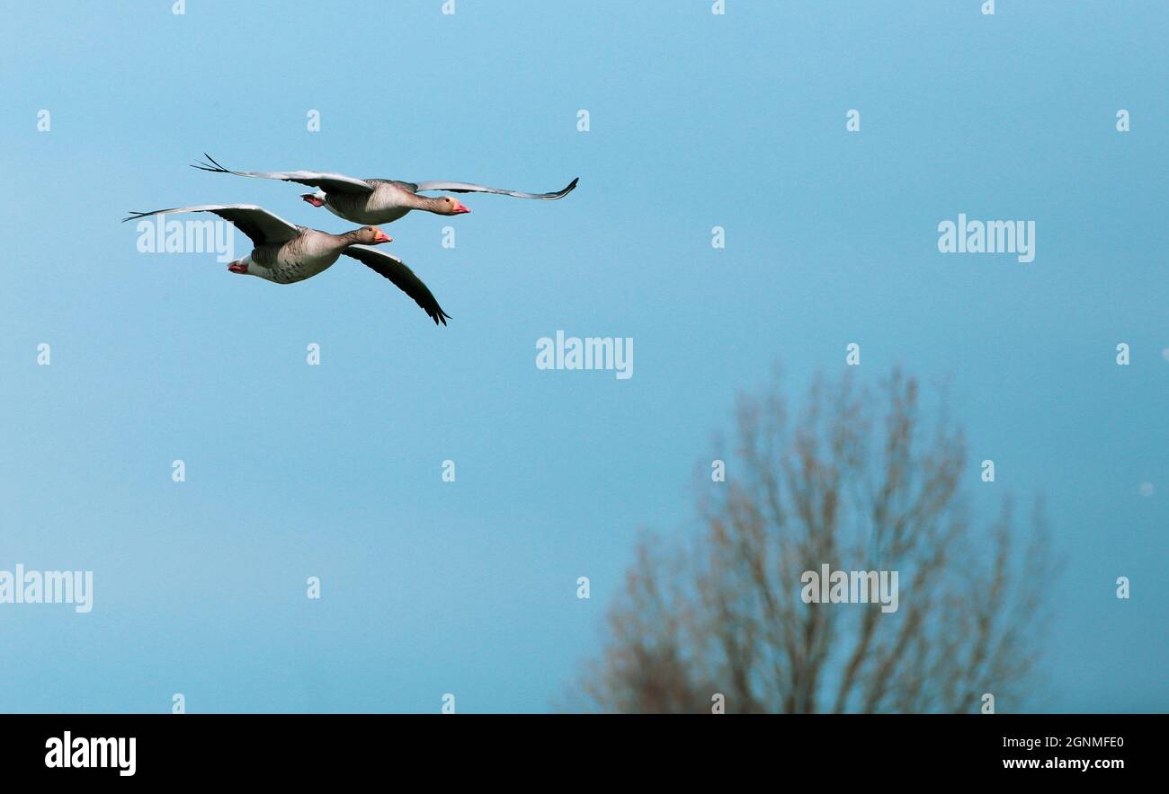 Greylag goose in flight spreading wings Stock Photo