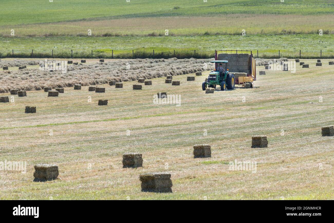 Victoria British Columbia , Canada -07/08/21 : A farm worker uses a tractor and stacker to pickup bales of hay in a farmers field. Stock Photo