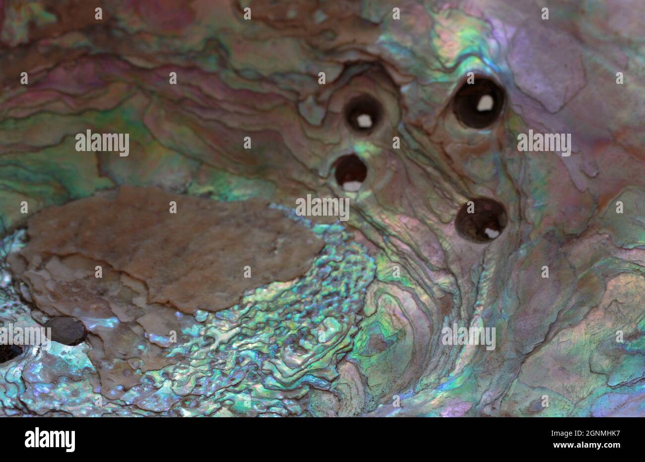 close up macro shot of a nacre or mother of pearl lining of a mollusk shell in iridescent shades of turquoise, sea foam green and lavender, artistic b Stock Photo