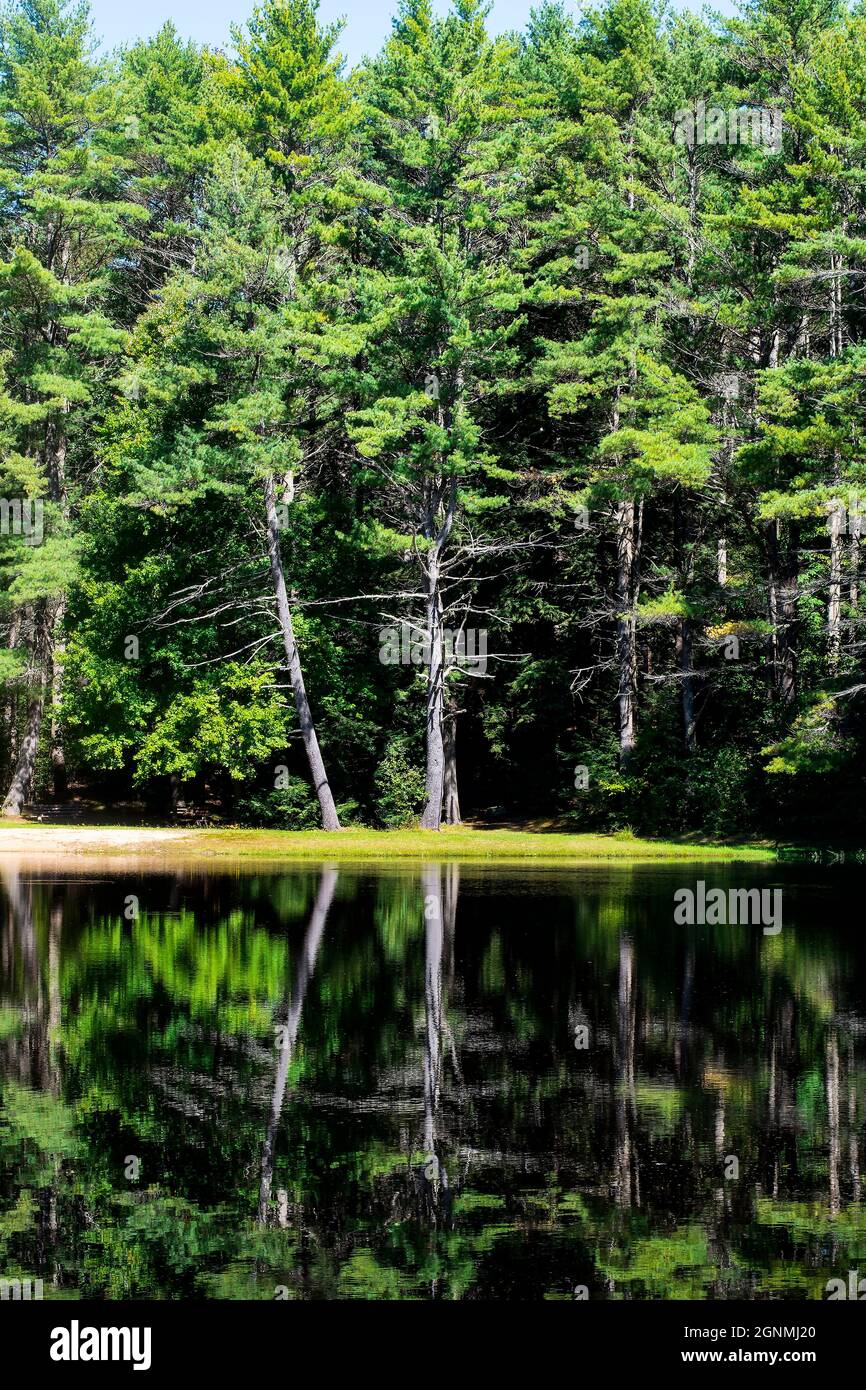 the pine trees reflecting on beaman pond in iotter river state forest ...