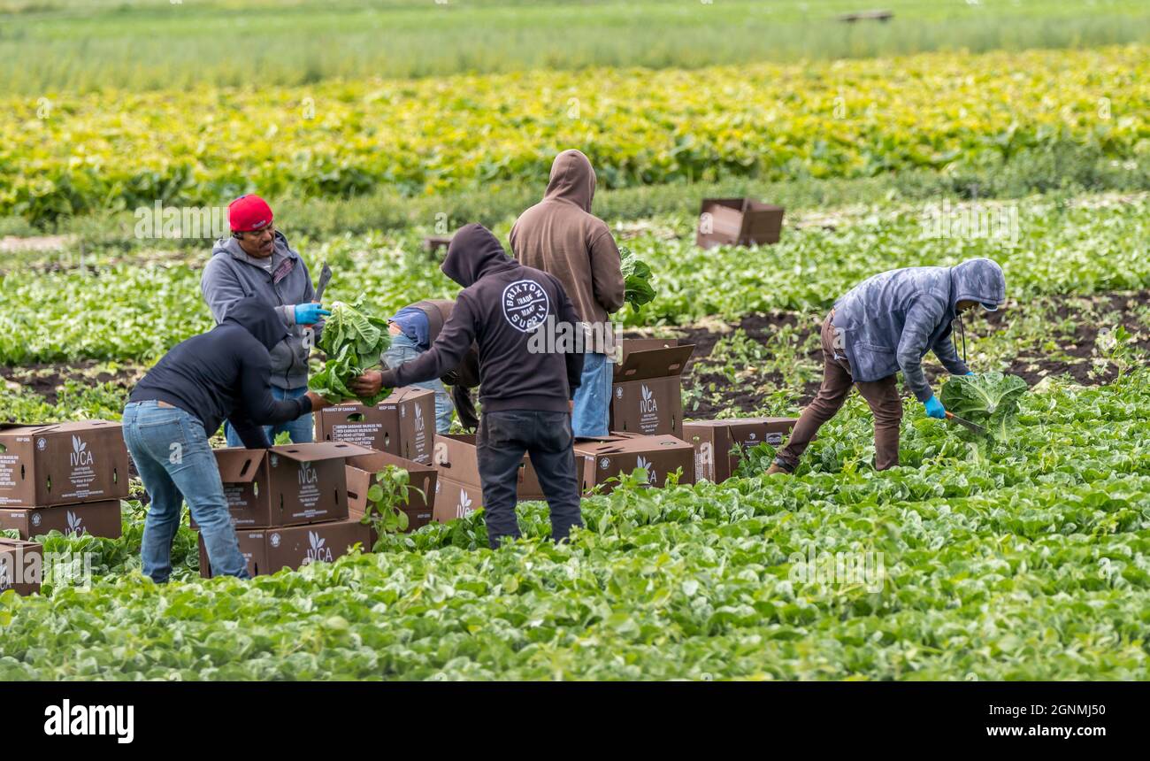 Victoria British Columbia, Canada- 08/03/2021 : Migrant workers pick food crops and tend to a farmers field  of produce. Stock Photo