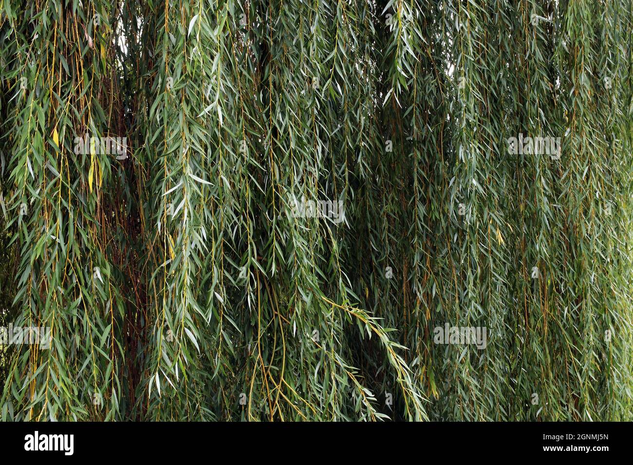 Hanging willow hi-res stock photography and images - Alamy