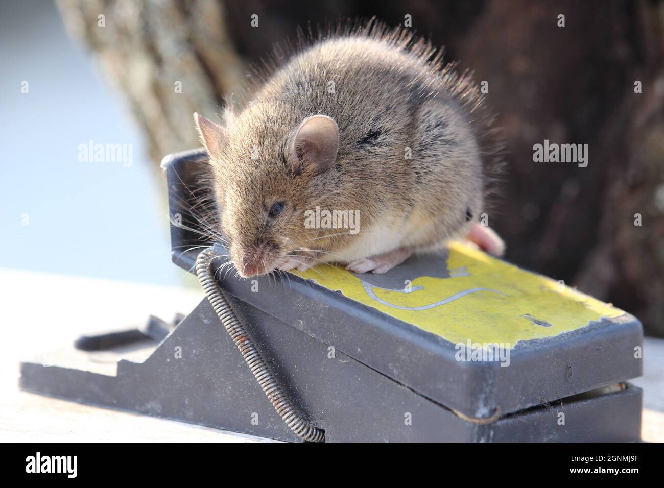Small mouse sits on a mousetrap Stock Photo