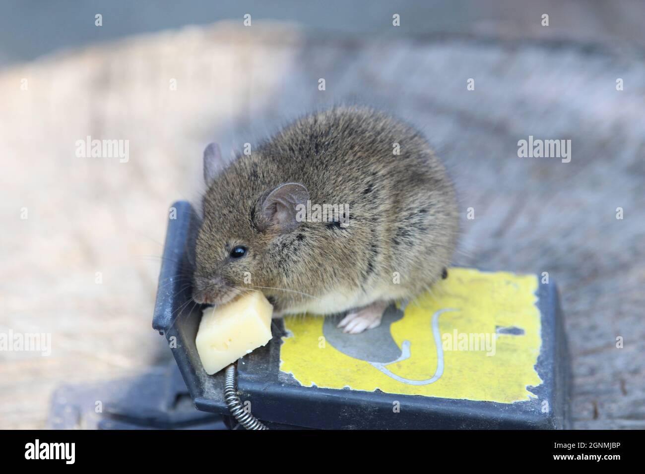 Small mouse sits on a mousetrap Stock Photo