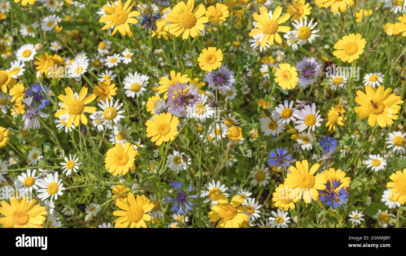 Yellow; white and blue wild flowers Stock Photo - Alamy