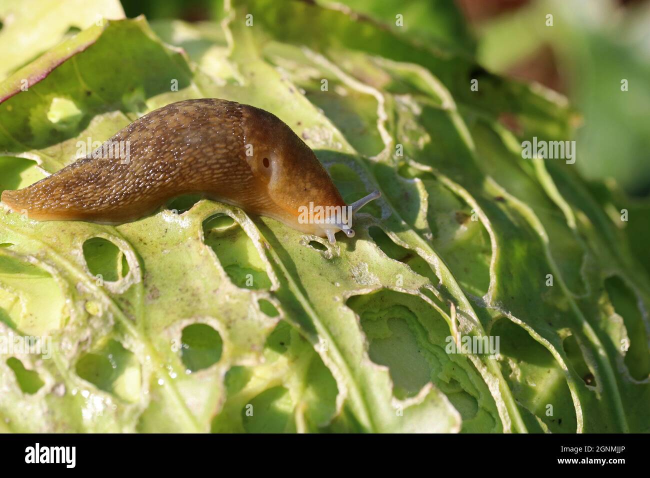 A slug eating cabbage in the agricultural field. Vegetable pests