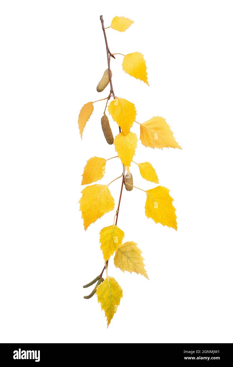 Branch with the turned yellow leaves of a birch isolated on white ...