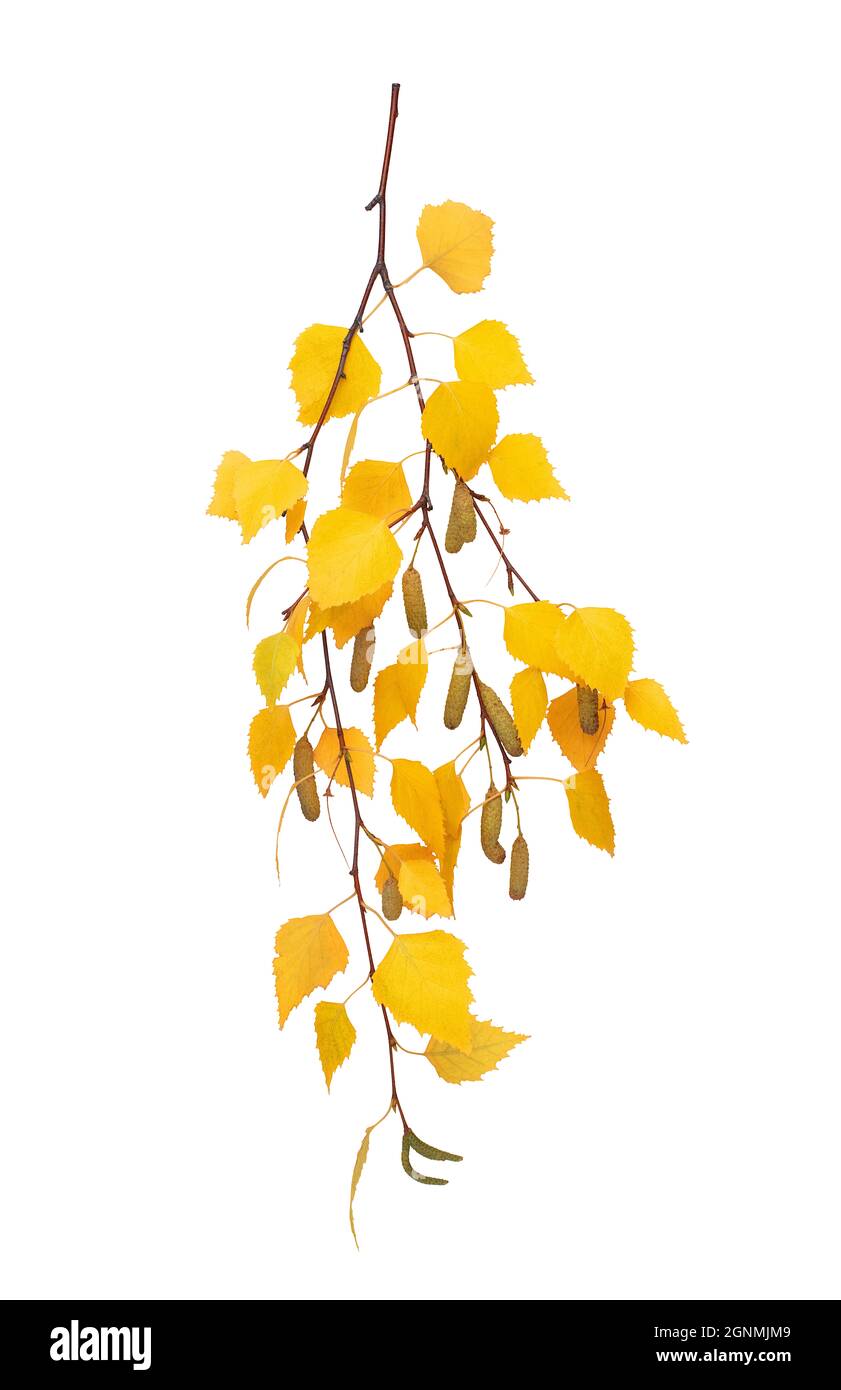 Branch with the turned yellow leaves of a birch isolated on white ...