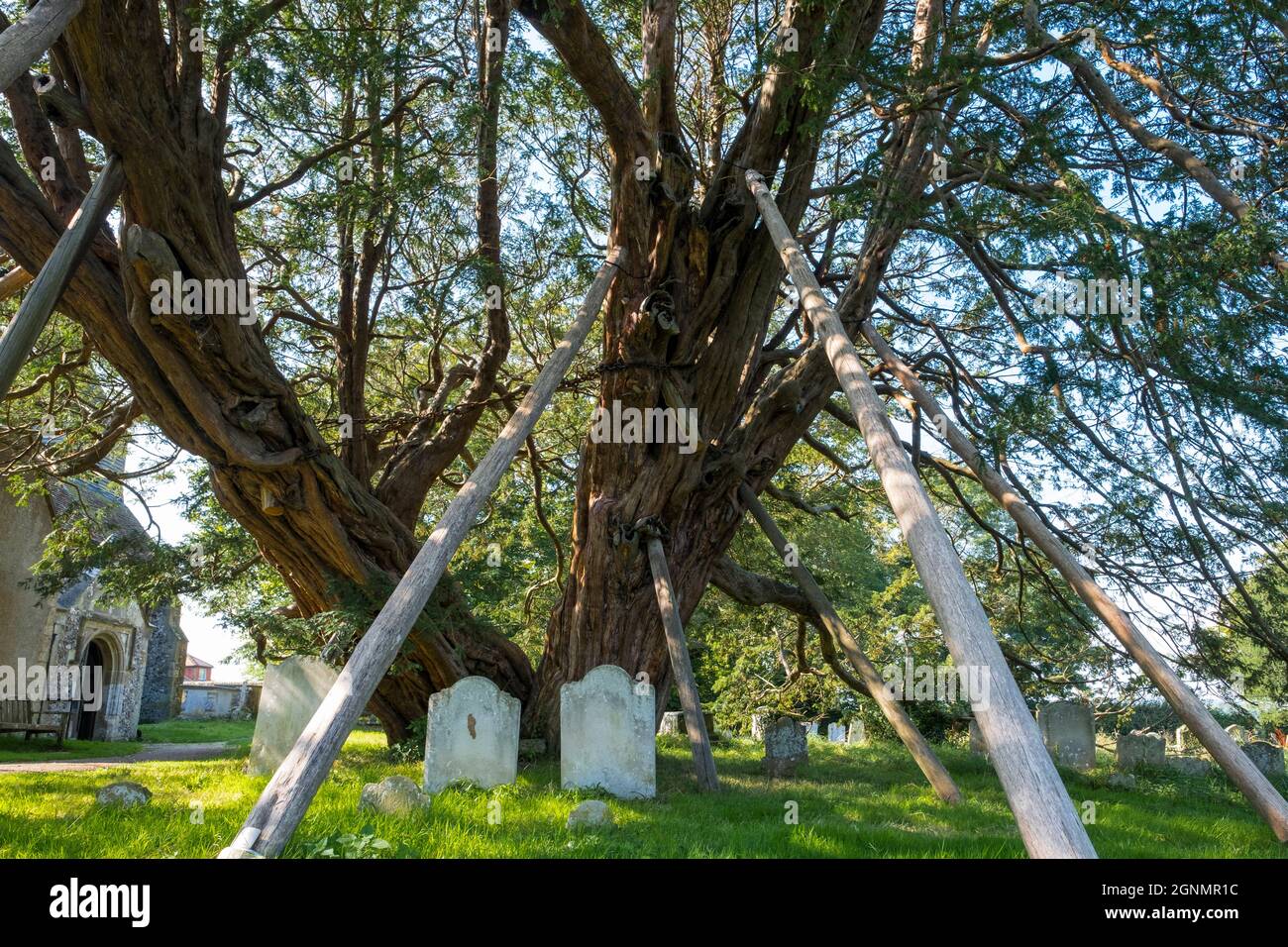 1600 year old yew tree on supports at Wilmington, E. Sussex, UK Stock Photo