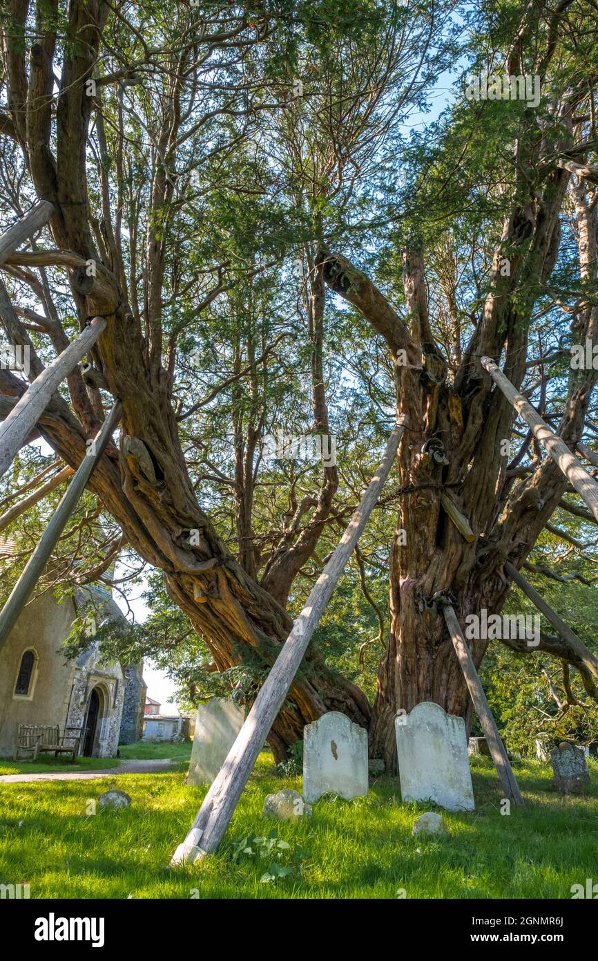 1600 year old yew tree on supports at St Mary the Virgin and St Peter church Wilmington, E. Sussex, UK Stock Photo