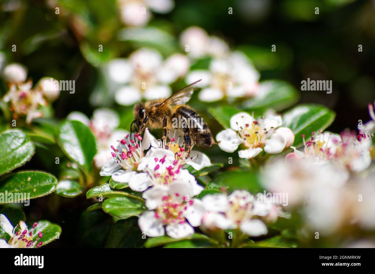 A bee sipping nectar from the Chokeberry flowers in the garden Stock Photo
