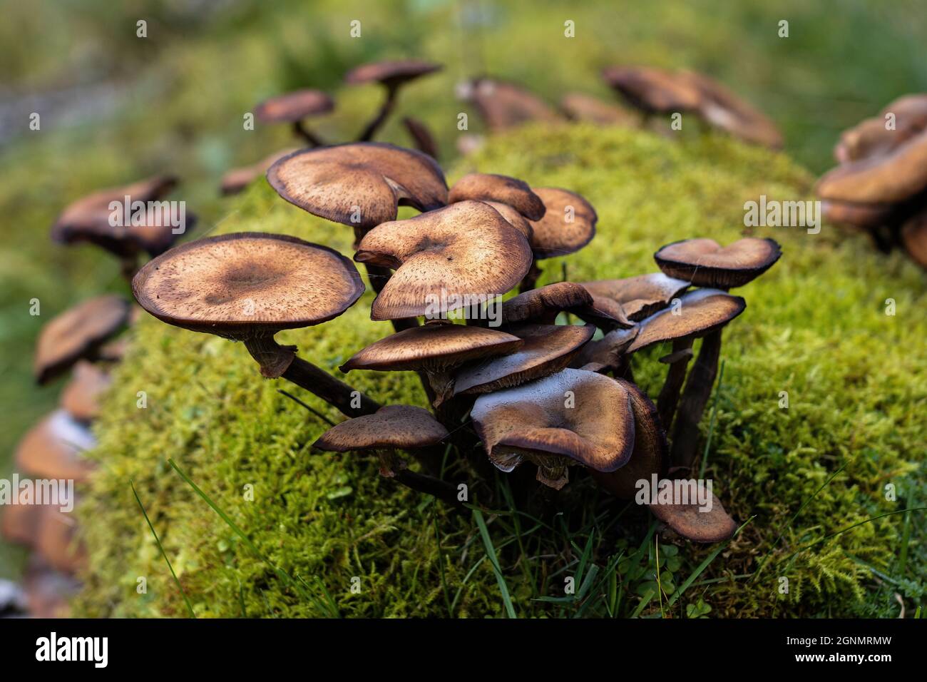 Lactarius rufus, Rufous Milkcap mushroom is  toxic and not eadable straight from the forest floor  (Shot 2021 in Ørsta, Norway) Stock Photo