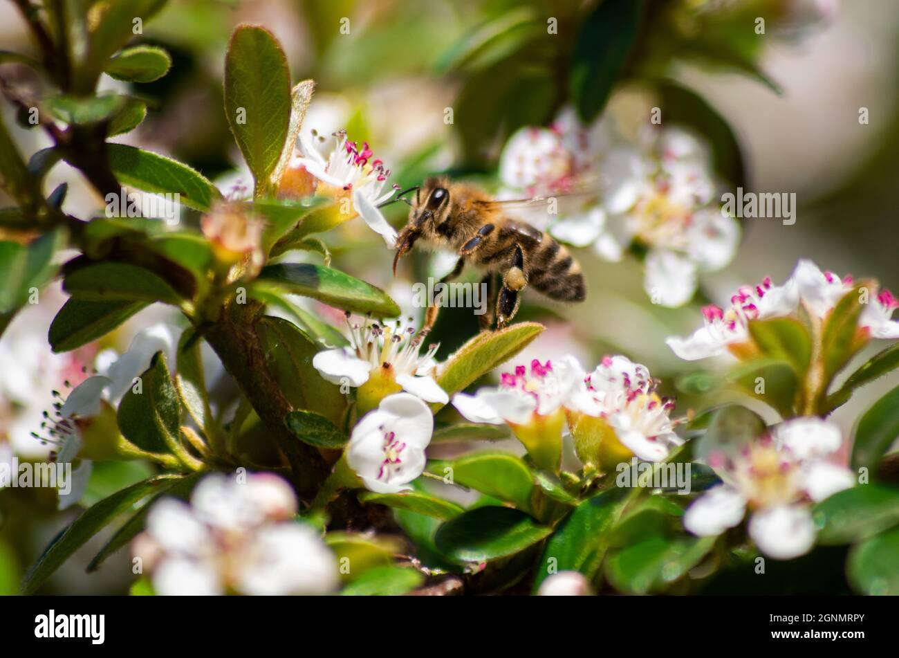A bee sipping nectar from the Chokeberry flowers in the garden Stock Photo