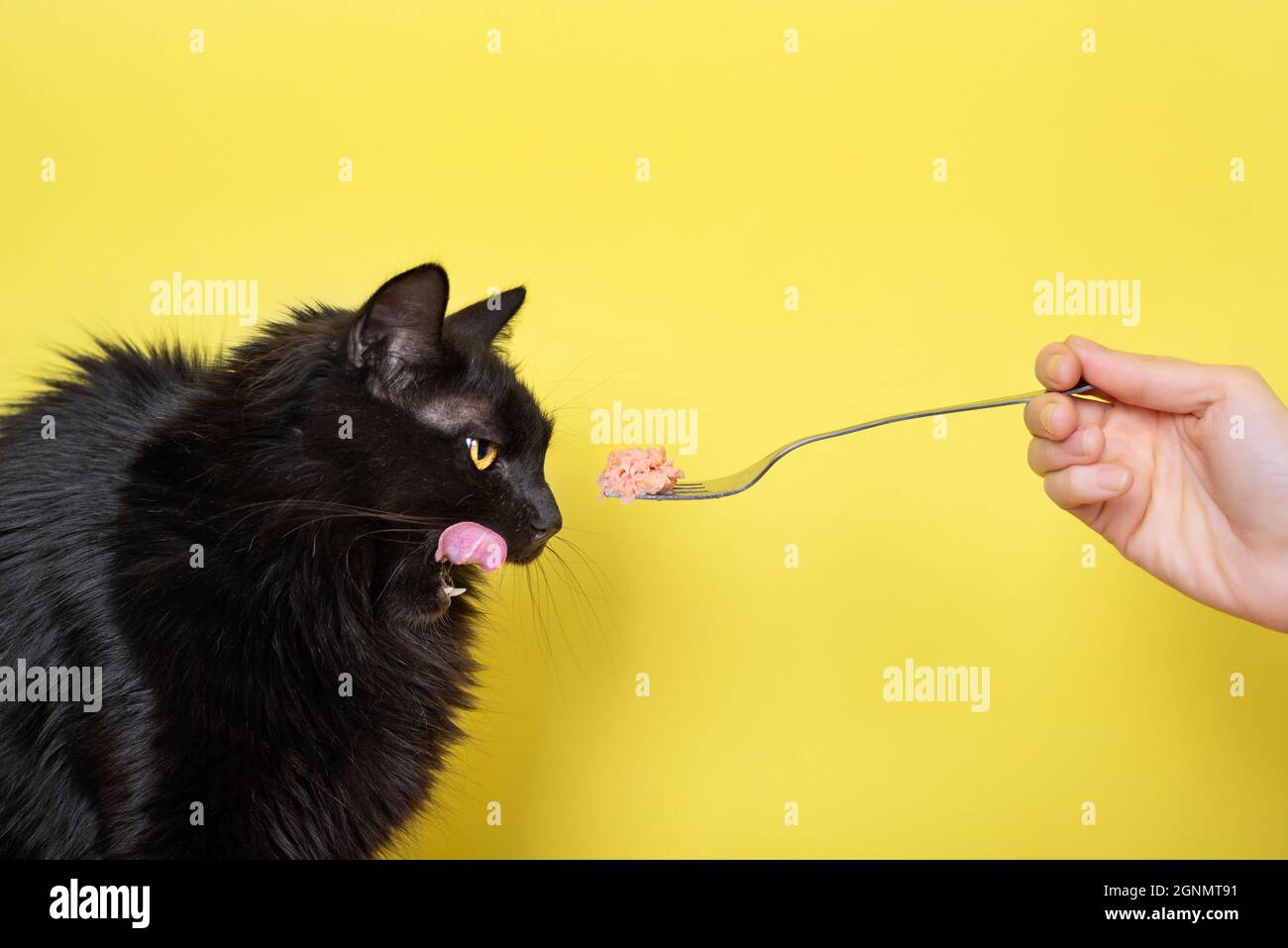 Black fluffy cat eats cat food from a fork isolated on yellow