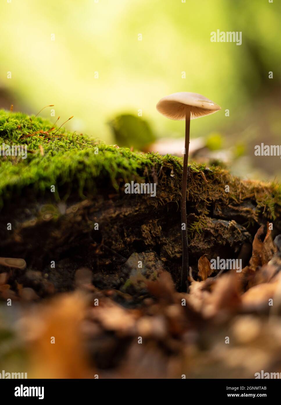 Close up photo of tiny mushroom growing in autumn forest Stock Photo