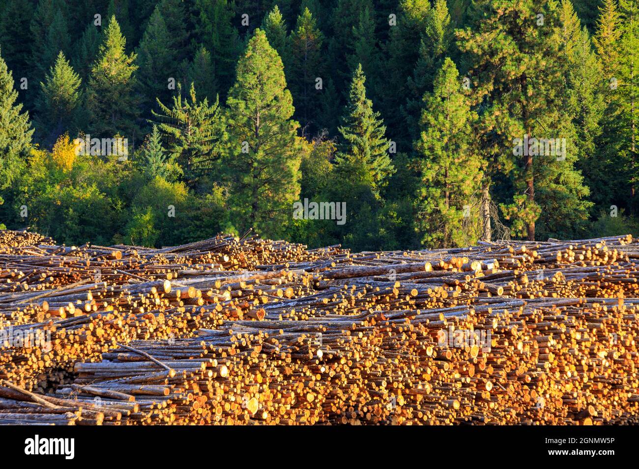 Felled cut wood timber logs in a pile at a sawmill in Midway, British Columbia, Canada. The lumber logging industry is a very important business for t Stock Photo