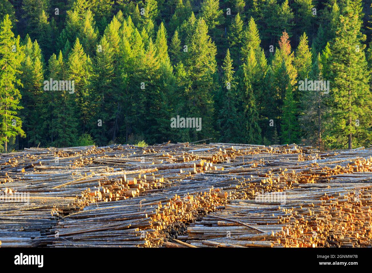 Felled cut wood timber logs in a pile at a sawmill in Midway, British Columbia, Canada. The lumber logging industry is a very important business for t Stock Photo