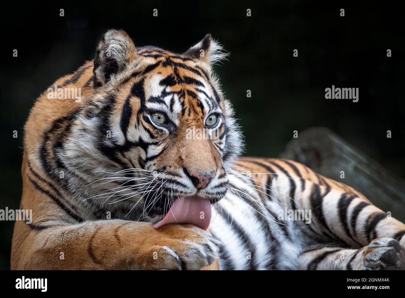 Female Sumatran tiger washing herself Stock Photo