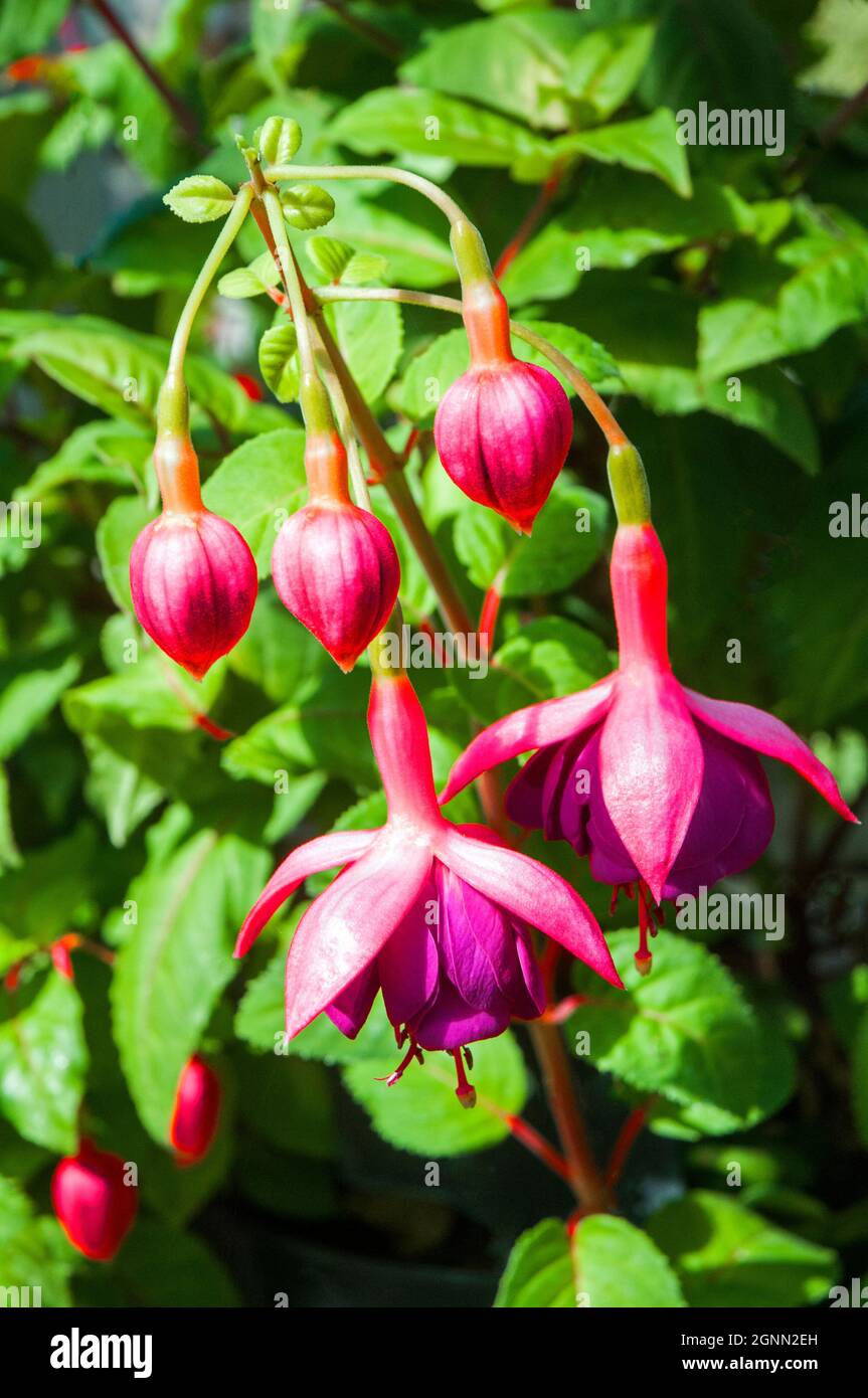 Close up of Fuchsia VooDoo with two flowers and buds in hanging basket. A double trailing fuchsia that is deciduous perennial and frost tender. Stock Photo