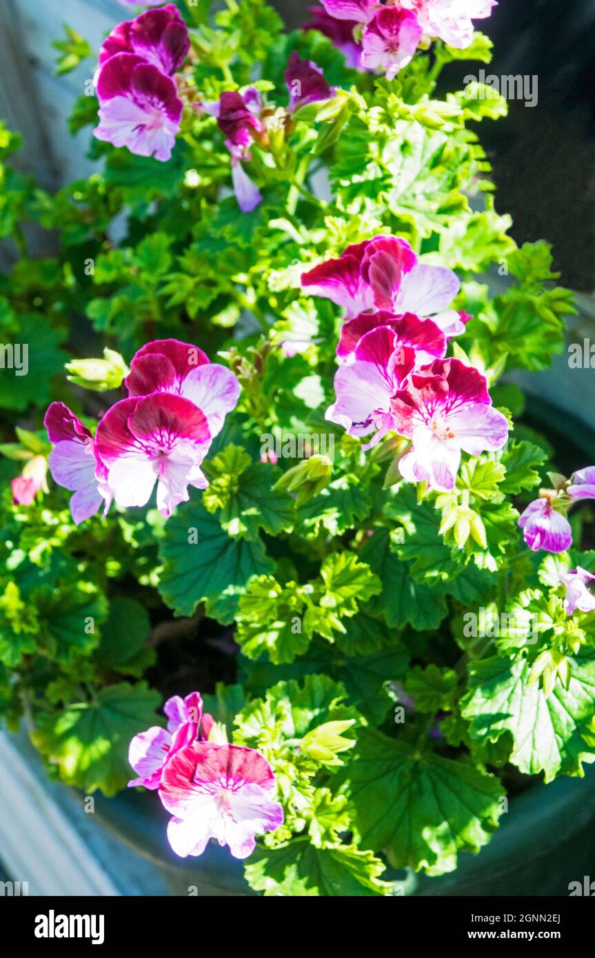 Angel Pelargonium Sancho Panza with purple and white flowers a summer flowering bushy evergreen frost tender perennial Stock Photo