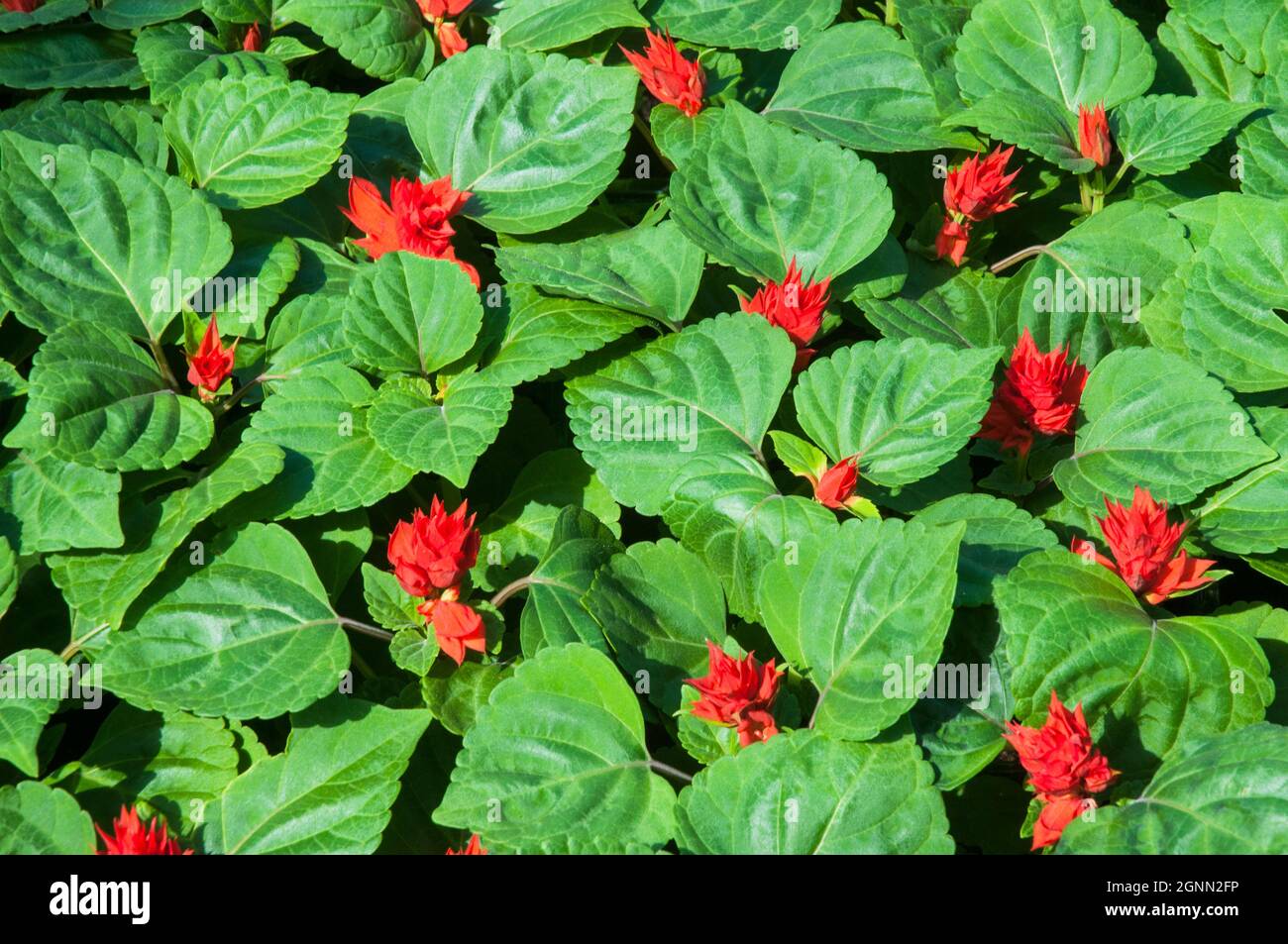Salvia splendens Scarlet Sage Blaze of fire ready to be planted out as a bedding plant a half hardy bushy perennial usually grown as an annual Stock Photo