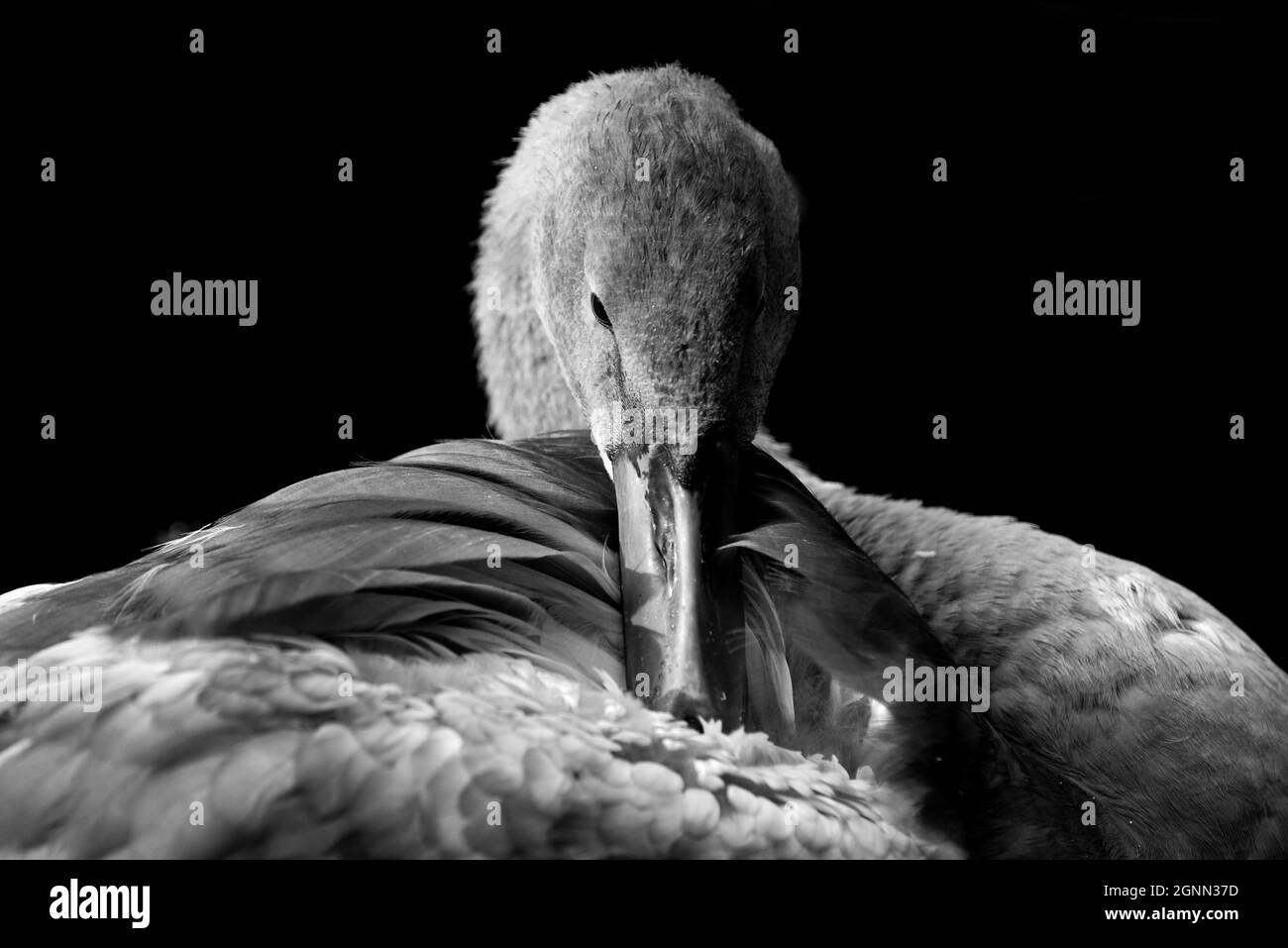 Close up of a young baby swan or Cygnet isolated on a black background Stock Photo