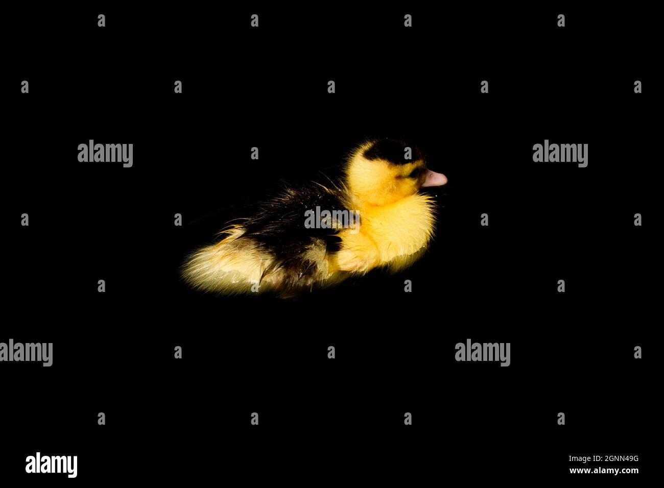 Cute yellow duckling swimming on black background Stock Photo