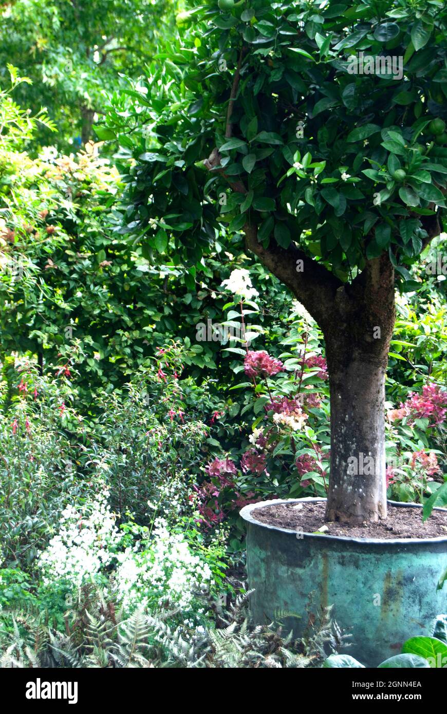 Chelsea Flower Show September 2021 Stock Photo - Alamy