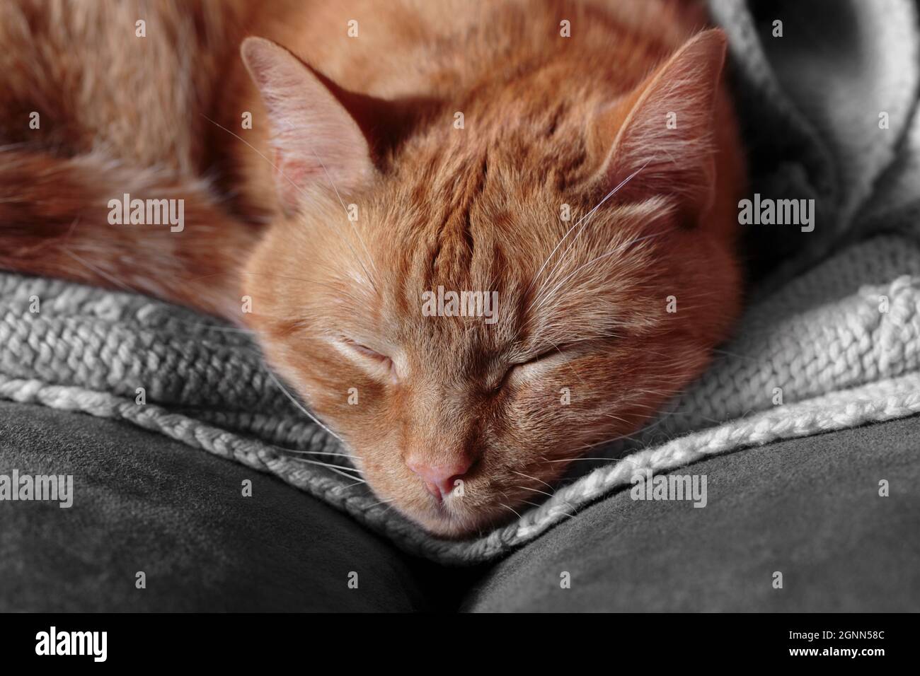 face close up of an orange tabby curled up on a blanket with its eyes closed, sleeping Stock Photo